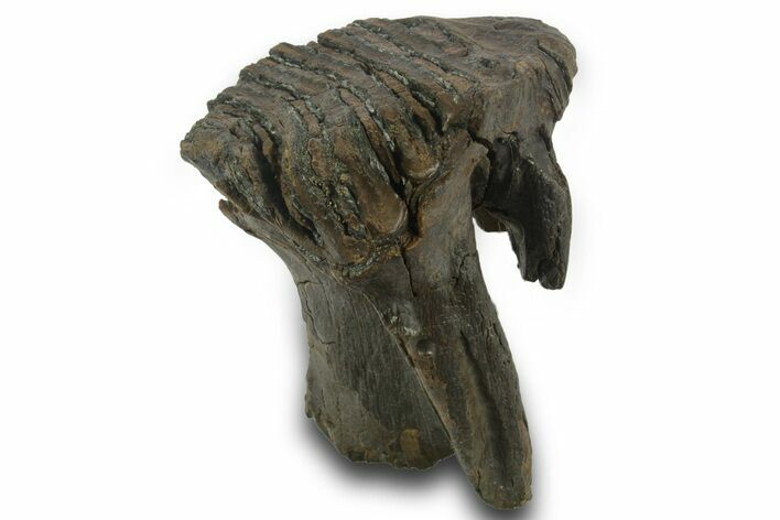 Fossil Woolly Mammoth Molar - Siberia #377766